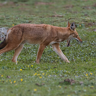 Bale Mountains - Sanetti - Ethiopian wolf